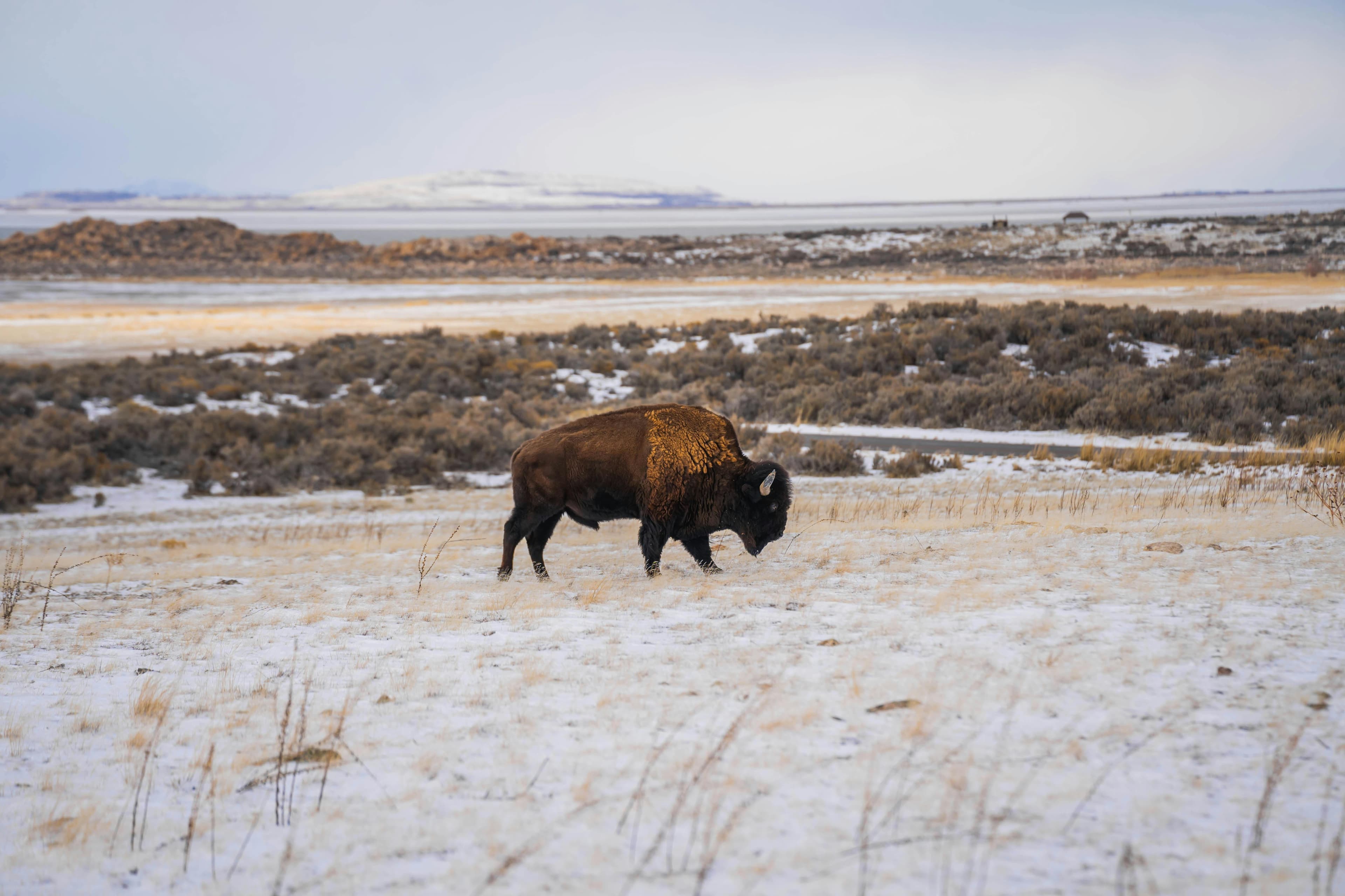 Buffalo on the Canadian plains